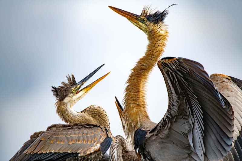 Wildlife