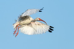 Wild Life for download