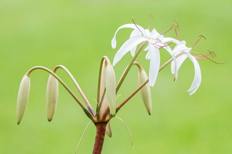 Flora