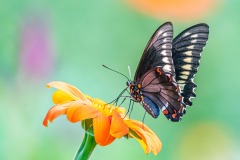 MACRO - INSECTS